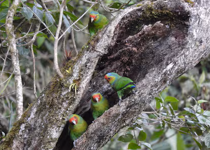 Años de investigación y patrullas: una reserva para salvar al loro carirrojo de la extinción Años de investigación y patrullas: una reserva para salvar al loro carirrojo de la extinción