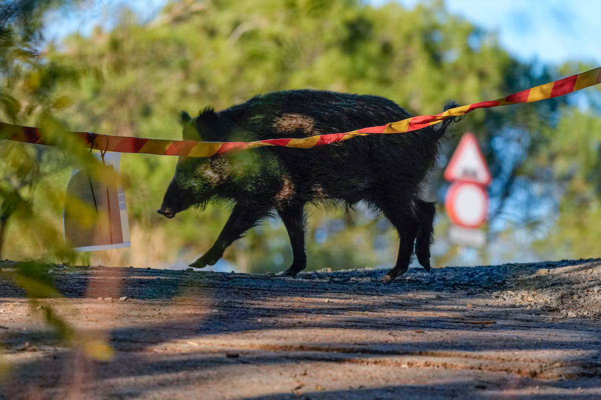 Detectados tres nuevos jabalíes con peste porcina africana en Cerdanyola del Vallès EL PAÍS