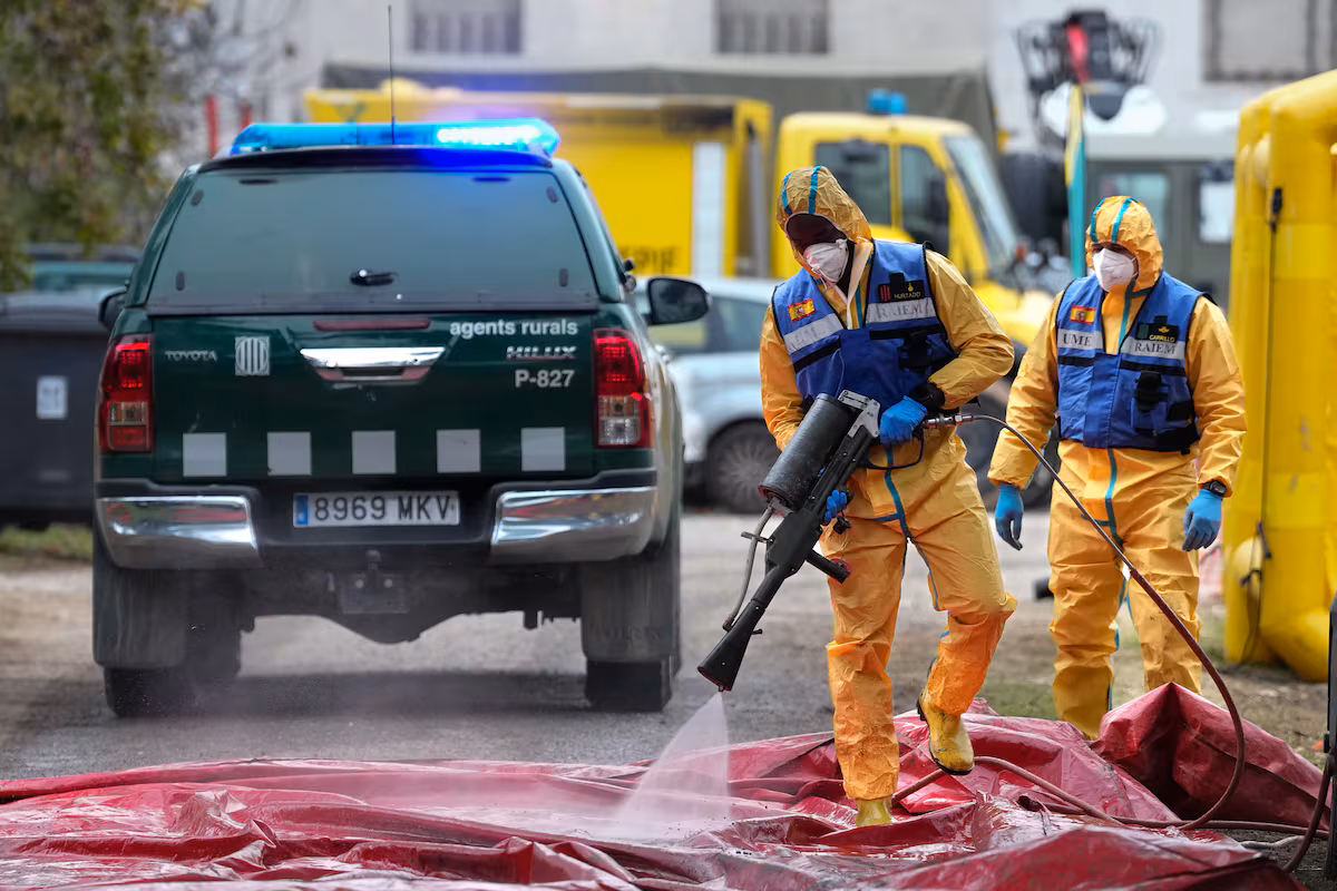 El Ministerio de Agricultura crea un comité científico del brote de peste porcina africana EL PAÍS