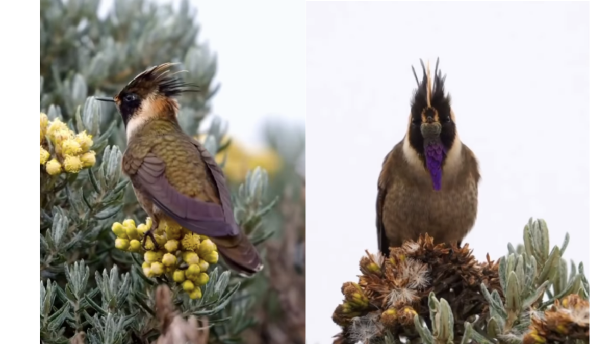 El colibrí más lindo del mundo es colombiano: conozca al Chivito del Nevado del Ruiz El colibrí más lindo del mundo es colombiano: conozca al Chivito del Nevado del Ruiz