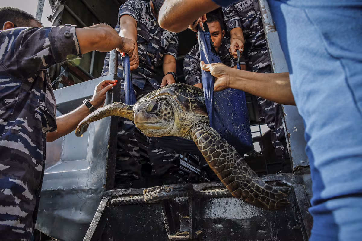 El crimen azul: América Latina frente al tráfico de especies marinas EL PAÍS