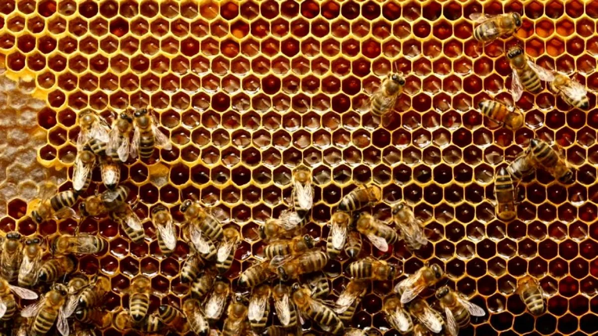 El curioso método natural que usan agricultores para alejar elefantes: abejas El curioso método natural que usan agricultores para alejar elefantes: abejas