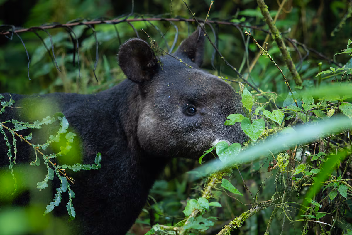 El gusano barrenador se suma a las amenazas contra la danta de montaña en Colombia María Mónica Monsalve S.