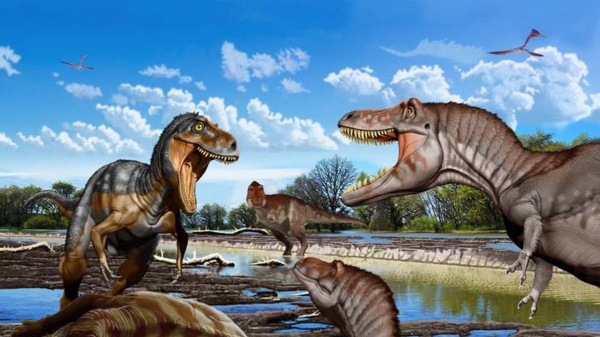 El misterio del 'mini T. rex' queda resuelto: un análisis óseo prueba que 'Nanotyrannus' era un depredador adulto distinto El misterio del 'mini T. rex' queda resuelto: un análisis óseo prueba que 'Nanotyrannus' era un depredador adulto distinto