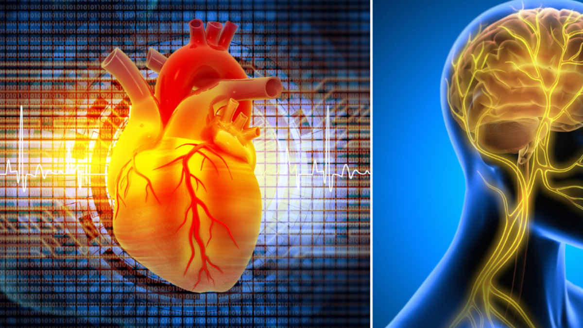 El nervio olvidado que rejuvenece el corazón: la clave oculta para una salud cardíaca duradera, según estudio El nervio olvidado que rejuvenece el corazón: la clave oculta para una salud cardíaca duradera, según estudio