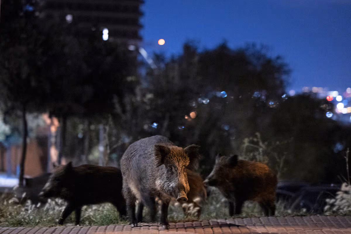 El porcino español, en vilo EL PAÍS