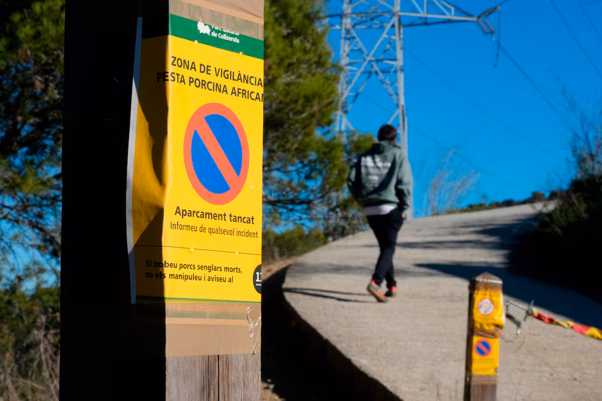El sector contiene la respiración ante el brote de peste porcina: “Esperamos lo mejor, pero nos preparamos para lo peor” EL PAÍS