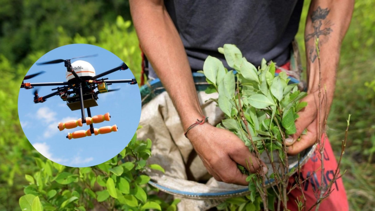 Estos son los parámetros claves para el uso de glifosato contra cultivos ilícitos: Anla detalla requisitos y condiciones Estos son los parámetros claves para el uso de glifosato contra cultivos ilícitos: Anla detalla requisitos y condiciones