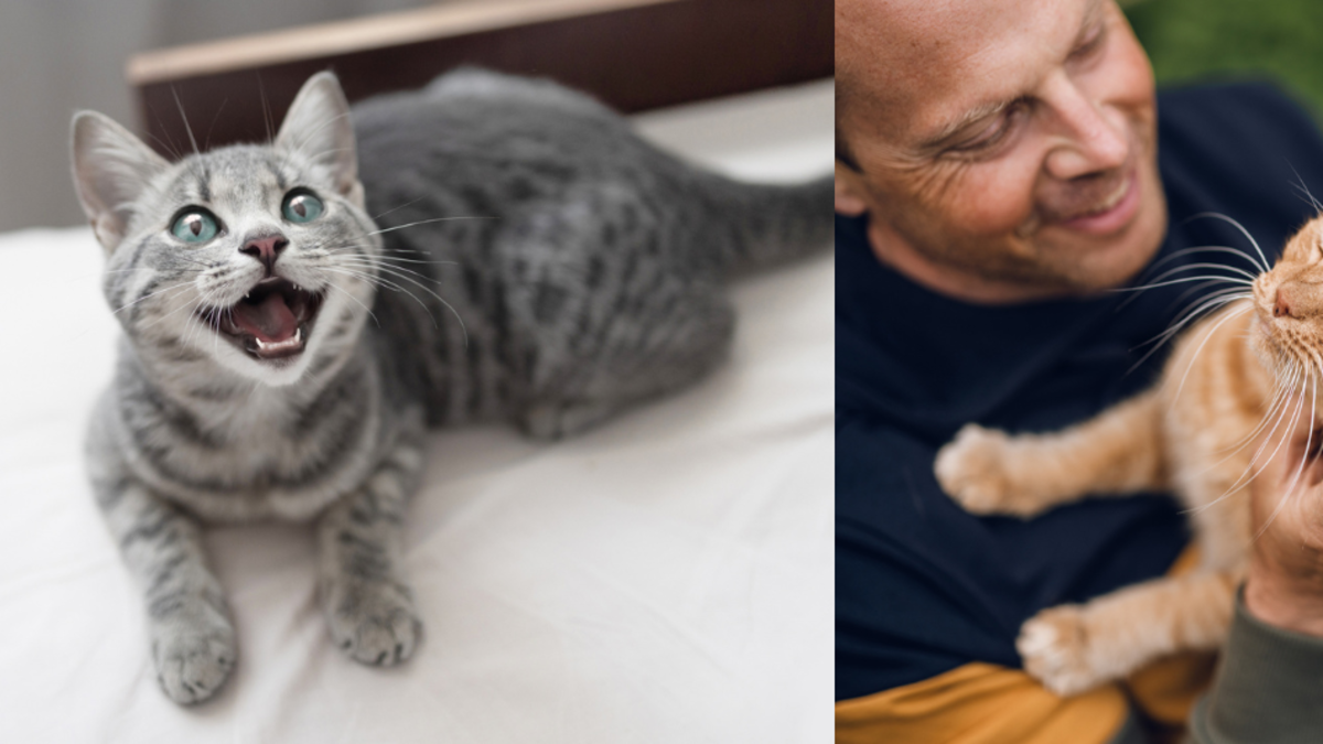 Estudio revela que los gatos les maúllan más a los hombres que a las mujeres: esta es la razón Estudio revela que los gatos les maúllan más a los hombres que a las mujeres: esta es la razón