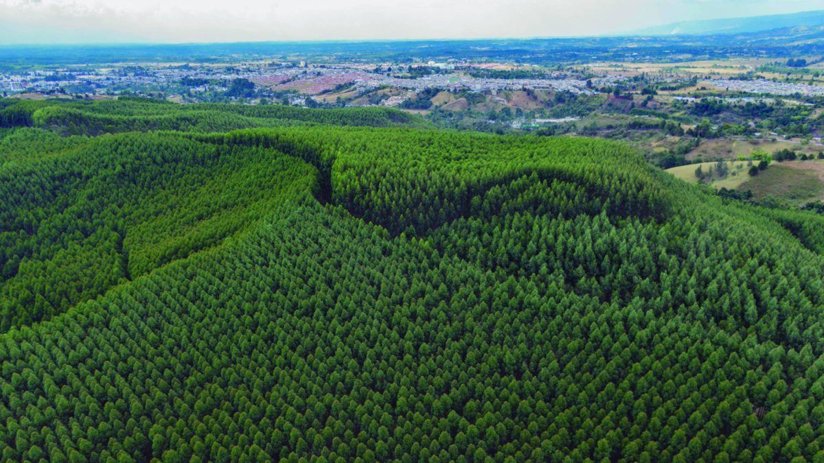 Fedemaderas demanda decreto que autoriza la venta anticipada de bienes y advierte riesgos para seguridad jurídica y la propiedad del sector forestal Fedemaderas demanda decreto que autoriza la venta anticipada de bienes y advierte riesgos para seguridad jurídica y la propiedad del sector forestal