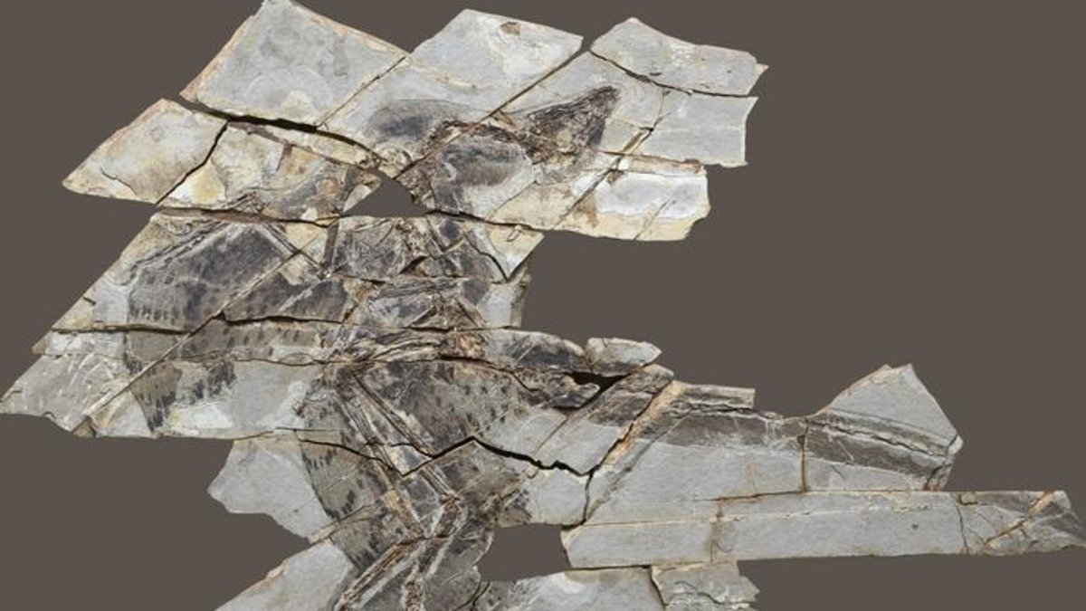 Fósiles de dinosaurios de 160 millones de años revelan que algunas especies con plumas perdieron la capacidad de volar Fósiles de dinosaurios de 160 millones de años revelan que algunas especies con plumas perdieron la capacidad de volar