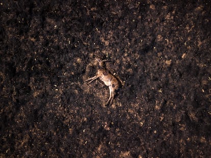 El año 2025, en imágenes El año 2025, en imágenes