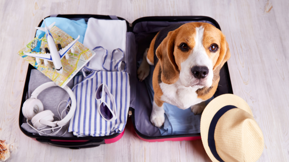 Guía para viajar con perros y gatos sin contratiempos en temporada de fin de año Guía para viajar con perros y gatos sin contratiempos en temporada de fin de año