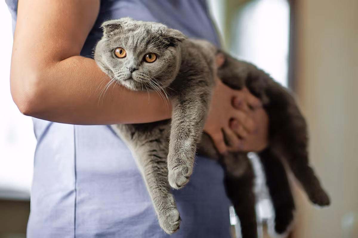 How your cat ended up on your lap: A book challenges the history of the domestication of the most popular feline EL PAÍS