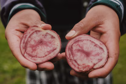 Los indígenas de Nariño que resisten a la ganadería extensiva y al cambio climático: “Queremos soberanía alimentaria” Una joven enseña una papa Mambera Rosada, en Cumbal.