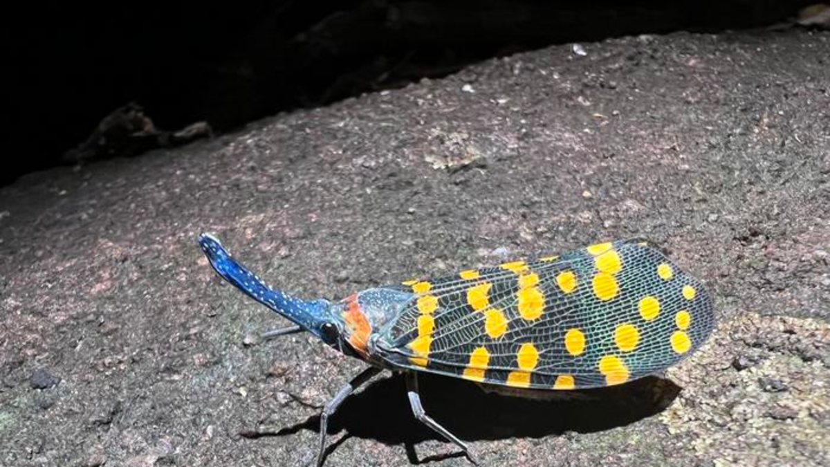 La ciencia describe más de 16.000 nuevas especies cada año, el mayor ritmo de descubrimientos jamás registrado La ciencia describe más de 16.000 nuevas especies cada año, el mayor ritmo de descubrimientos jamás registrado