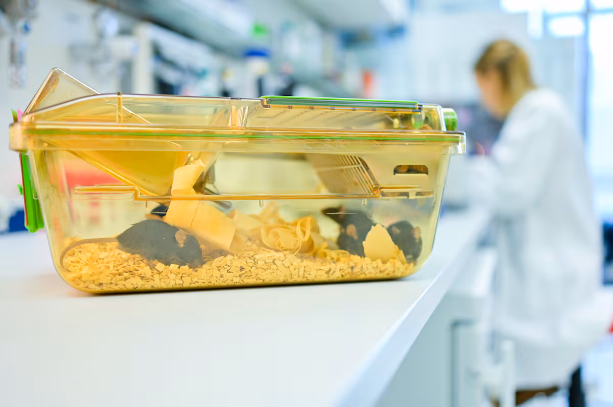 La ciencia española rinde cuentas sobre la experimentación animal: “Usaríamos métodos alternativos si pudiéramos” EL PAÍS