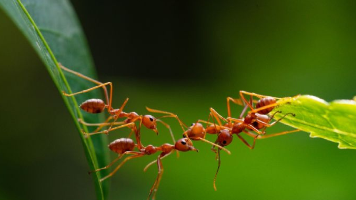 Las crías de hormiga avisan cuando están enfermas y se sacrifican por el resto del grupo Las crías de hormiga avisan cuando están enfermas y se sacrifican por el resto del grupo