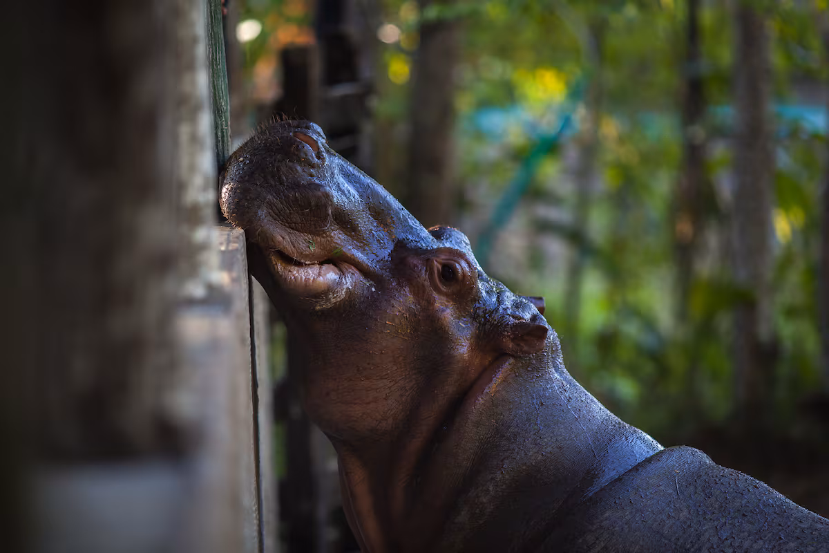 Los hipopótamos de Pablo Escobar, 40 años de un grave problema ambiental EL PAÍS