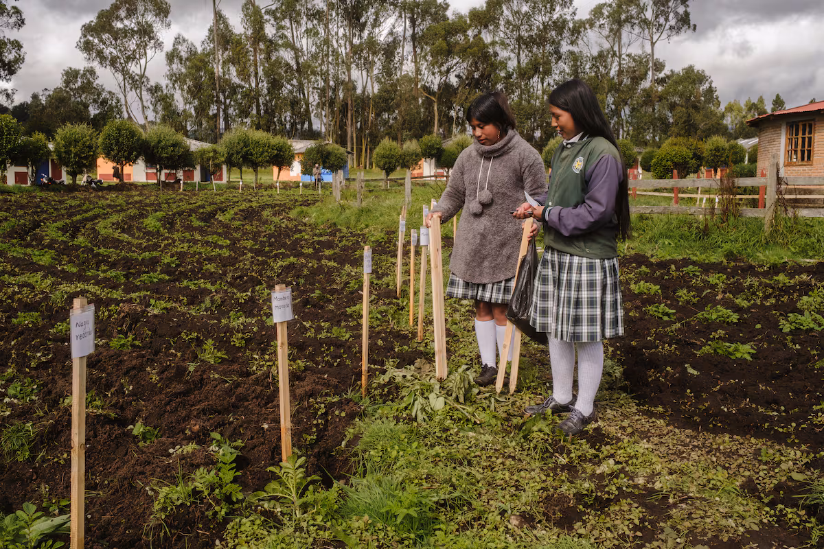 Los indígenas de Nariño que resisten a la ganadería extensiva y al cambio climático: “Queremos soberanía alimentaria” EL PAÍS
