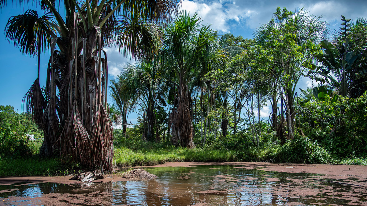 Minambiente abre convocatoria de regalías por 423.000 millones para financiar proyectos ambientales en todo el país Minambiente abre convocatoria de regalías por 423.000 millones para financiar proyectos ambientales en todo el país
