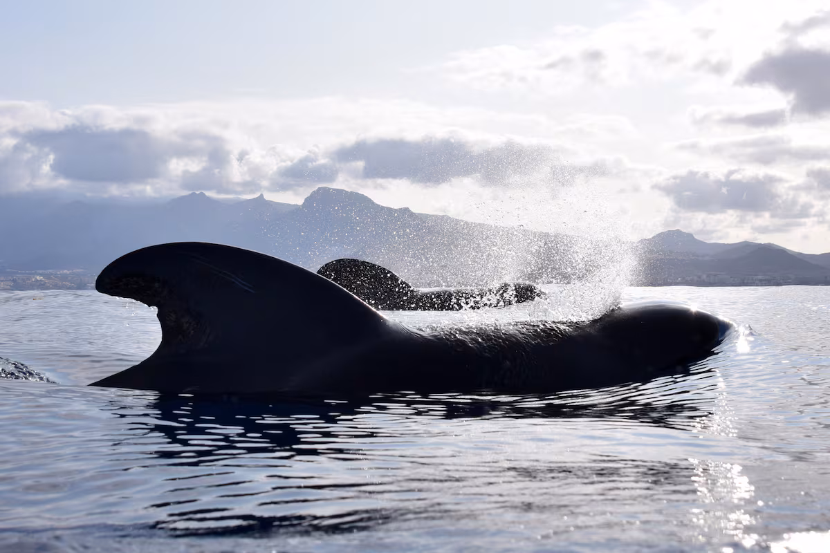 Navegación con conciencia al encuentro de cetáceos en Tenerife EL PAÍS