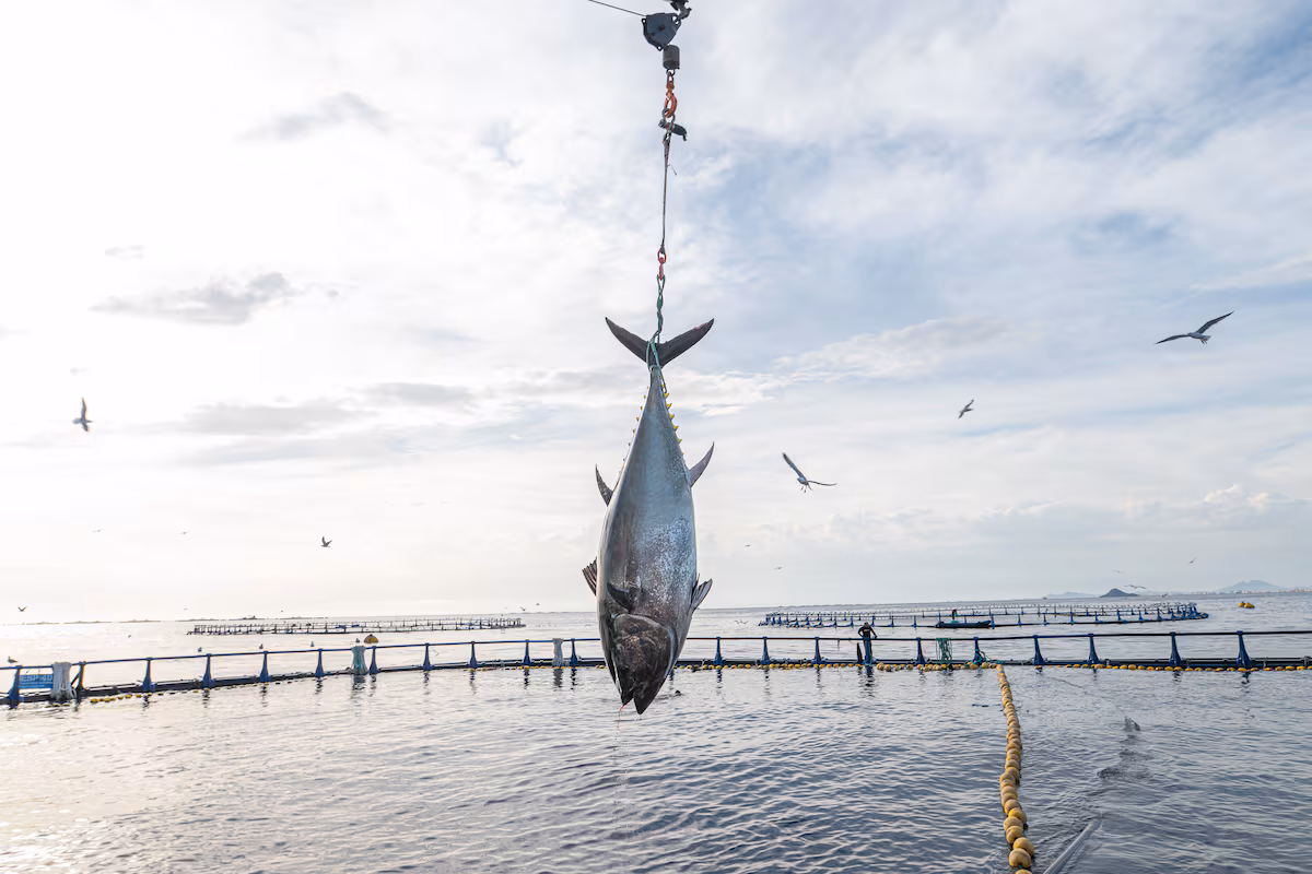 Ni Tokio ni Cádiz: Cartagena es la capital mundial del atún rojo EL PAÍS