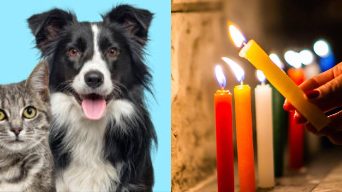 Noche de velitas: nuevas recomendaciones para cuidar a perros y gatos de la pólvora Noche de velitas: nuevas recomendaciones para cuidar a perros y gatos de la pólvora