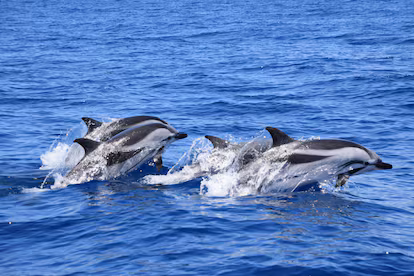 Navegación con conciencia al encuentro de cetáceos en Tenerife Navegación con conciencia al encuentro de cetáceos en Tenerife