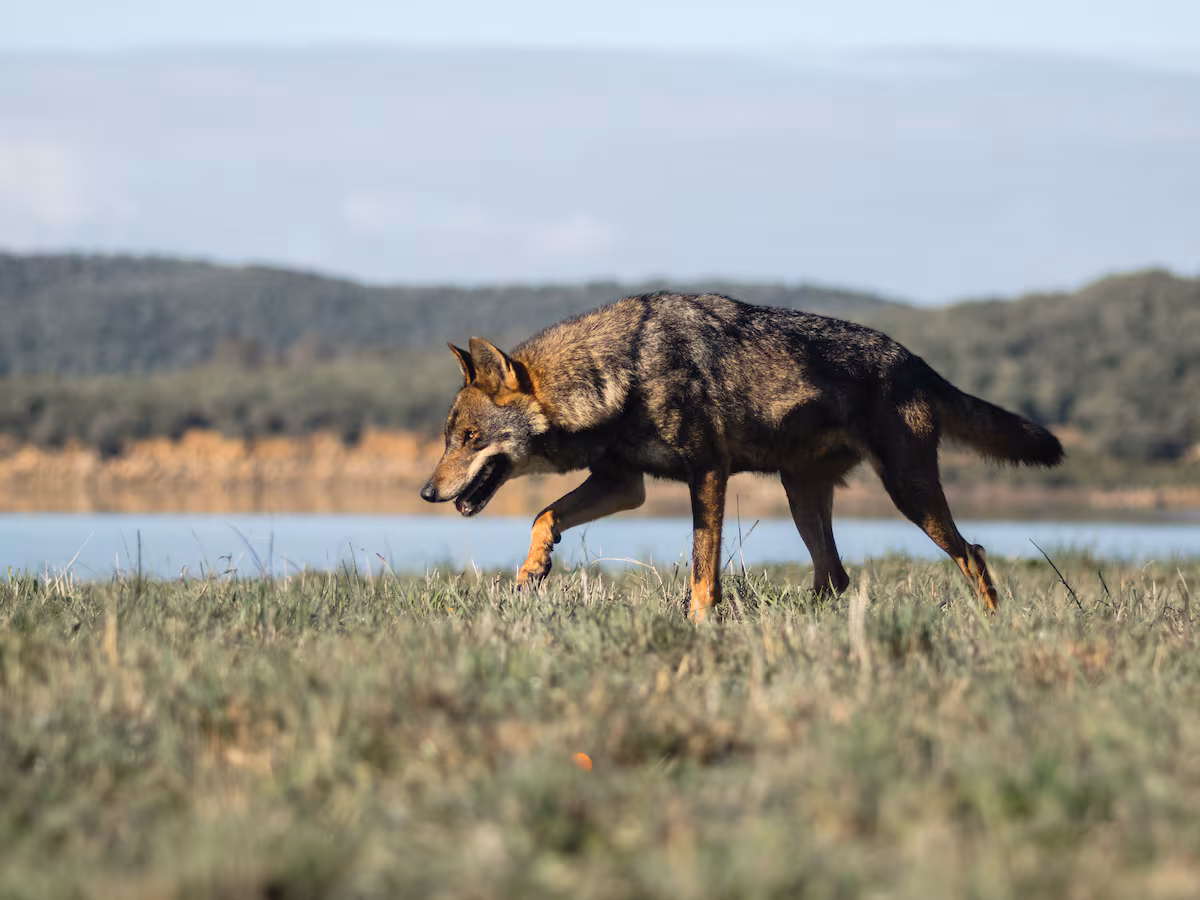 Ofensiva por el lobo en Andalucía: los conservacionistas piden a la Junta que se catalogue como extinto o en peligro de extinción EL PAÍS