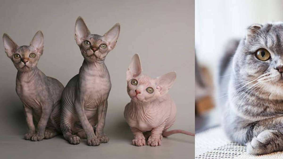 Países Bajos prohíbe los gatos esfinge y fold escocés a partir de 2026: pondrá multas de hasta seis millones de pesos Países Bajos prohíbe los gatos esfinge y fold escocés a partir de 2026: pondrá multas de hasta seis millones de pesos