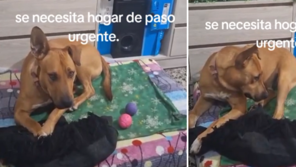 Perrito en Bogotá será sometido a eutanasia si no encuentra hogar de paso Perrito en Bogotá será sometido a eutanasia si no encuentra hogar de paso
