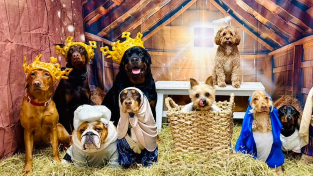 Perritos recrearon el nacimiento del Niño Jesús y cautivaron las redes sociales Perritos recrearon el nacimiento del Niño Jesús y cautivaron las redes sociales