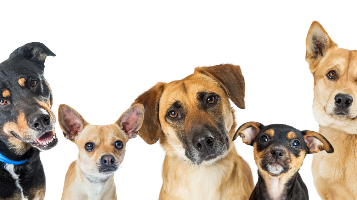 Qué significa realmente que su perro incline la cabeza cuando le habla: ¿se está quedando sordo? Qué significa realmente que su perro incline la cabeza cuando le habla: ¿se está quedando sordo?