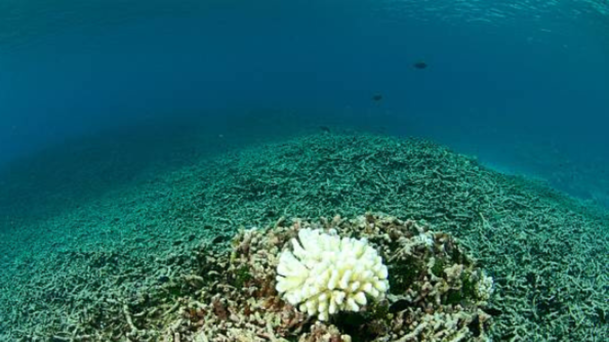 Revelan que los arrecifes han marcado el ritmo del clima terrestre durante 250 millones de años, según nuevo estudio Revelan que los arrecifes han marcado el ritmo del clima terrestre durante 250 millones de años, según nuevo estudio