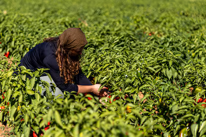 Las conservas de pimientos, castañas y peras que celebran el legado de El Bierzo Las conservas de pimientos, castañas y peras que celebran el legado de El Bierzo