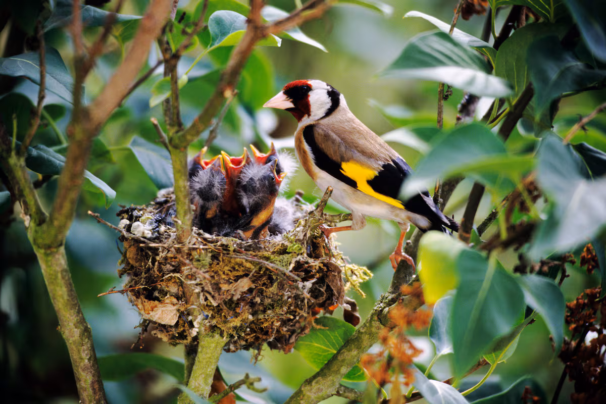 Su familia y otras aves EL PAÍS