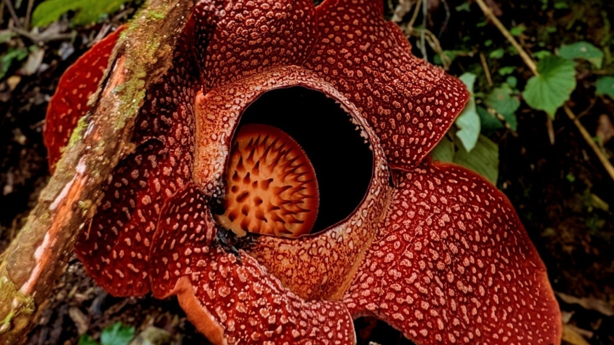 Tras 13 años de búsqueda hallan la flor más rara del mundo: es gigante, huele a carne podrida y solo florece 5 días Tras 13 años de búsqueda hallan la flor más rara del mundo: es gigante, huele a carne podrida y solo florece 5 días