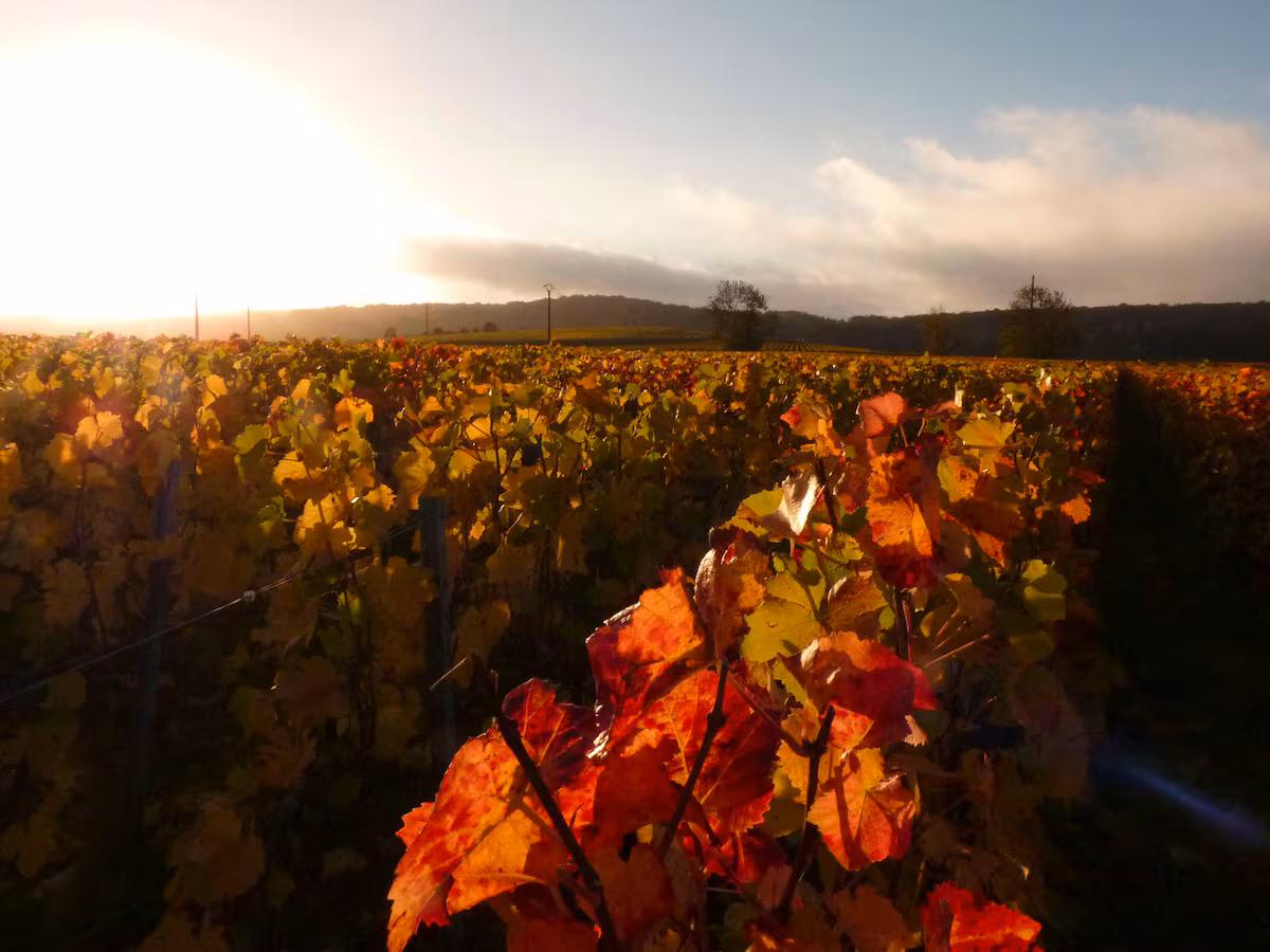 Tres grandes champanes por menos de 50 euros para despedir el año EL PAÍS