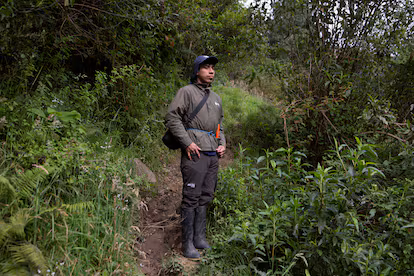 Años de investigación y patrullas: una reserva para salvar al loro carirrojo de la extinción Años de investigación y patrullas: una reserva para salvar al loro carirrojo de la extinción