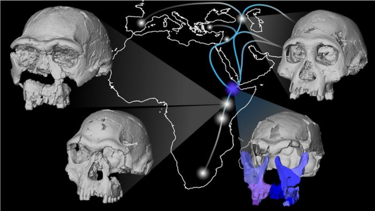 Un rostro fósil de 1,5 millones de años redefine las primeras migraciones humanas fuera de África Un rostro fósil de 1,5 millones de años redefine las primeras migraciones humanas fuera de África