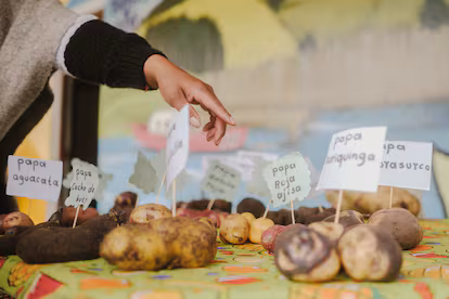 Los indígenas de Nariño que resisten a la ganadería extensiva y al cambio climático: “Queremos soberanía alimentaria” Muestras de papas cultivadas en la escuela El Romerillo, en Cumbal, el 20 de noviembre de 2025.
