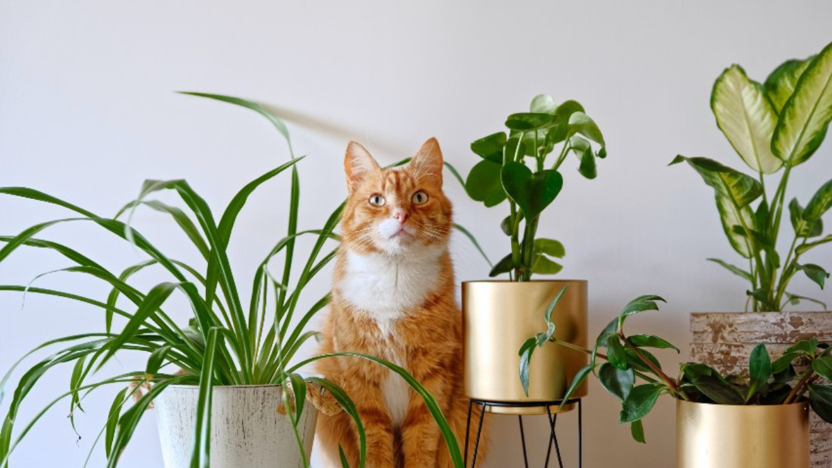 Veterinarios envían mensaje clave a familias con gatos y niños en la misma casa Veterinarios envían mensaje clave a familias con gatos y niños en la misma casa