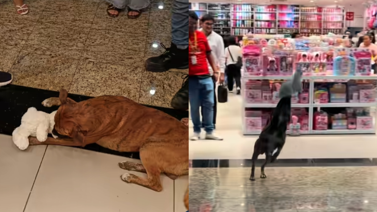 Video | Perrito callejero se 'robo' un peluche del Miniso en plena Navidad: ciudadanos hicieron una 'vaca' y se lo pagaron Video | Perrito callejero se 'robo' un peluche del Miniso en plena Navidad: ciudadanos hicieron una 'vaca' y se lo pagaron