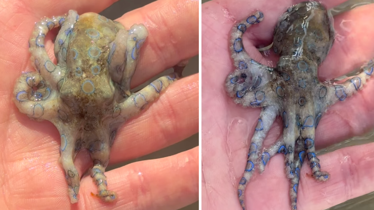 Video | Turista manipula por error el pulpo más peligroso del mundo en Filipinas: 'Si aparecen los anillos azules, significa veneno' Video | Turista manipula por error el pulpo más peligroso del mundo en Filipinas: 'Si aparecen los anillos azules, significa veneno'