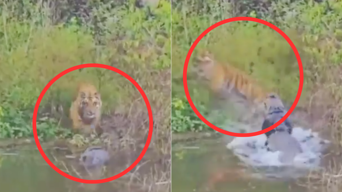 Video muestra el momento en que un tigre escapa del ataque de un cocodrilo en una reserva natural de la India Video muestra el momento en que un tigre escapa del ataque de un cocodrilo en una reserva natural de la India