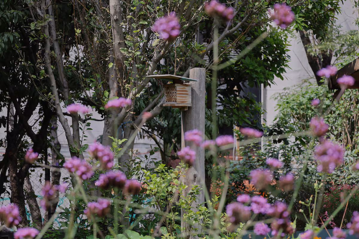 Voluntarios dan refugio a las abejas polinizadoras solitarias en Ciudad de México Voluntarios dan refugio a las abejas polinizadoras solitarias en Ciudad de México