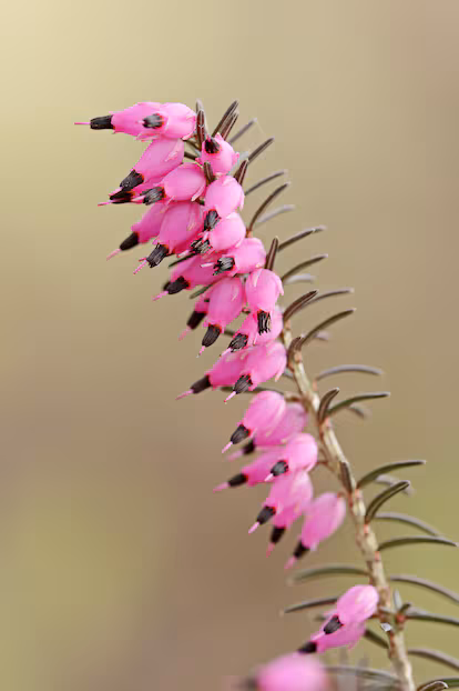 Brezos para el invierno, la planta que no debe faltar en un alegre jardín invernal Brezos para el invierno, la planta que no debe faltar en un alegre jardín invernal