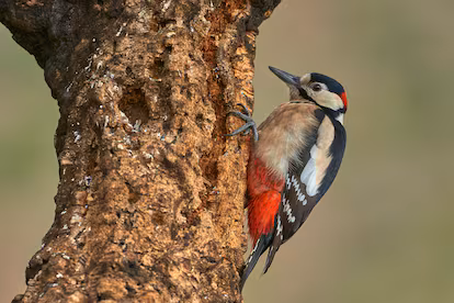 Del águila imperial al petirrojo, las aves a las que les va bien: “No es magia, han salido adelante por las acciones de conservación” Del águila imperial al petirrojo, las aves a las que les va bien: “No es magia, han salido adelante por las acciones de conservación”
