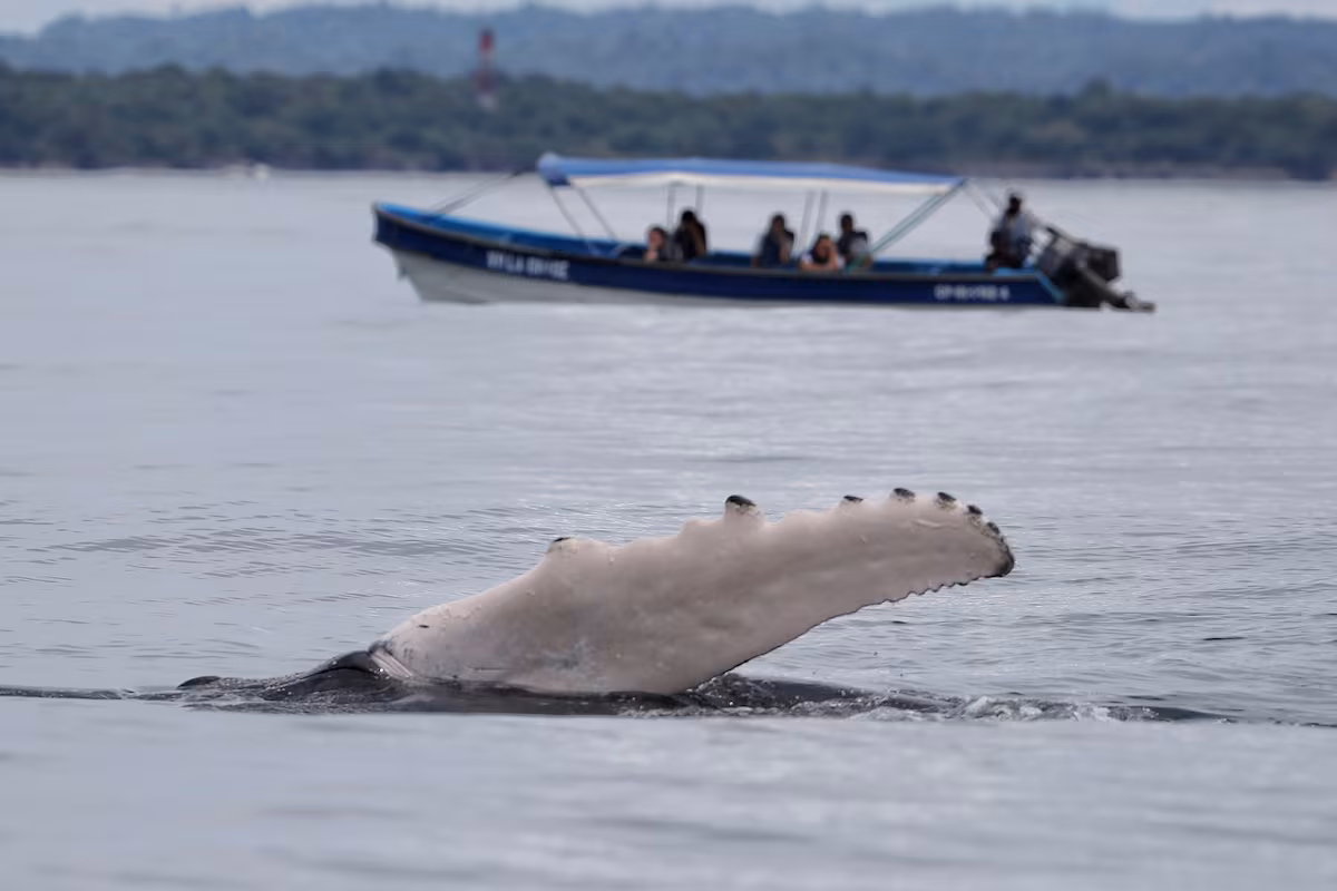 ¿Cómo cuidar a las ballenas mientras haces turismo? EL PAÍS